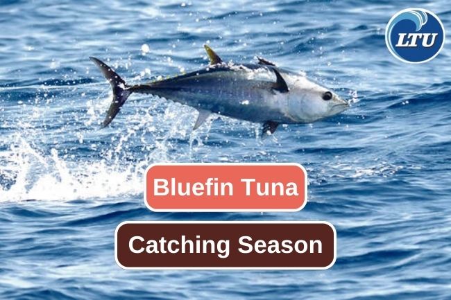 Here's When to Catch Bluefin Tuna